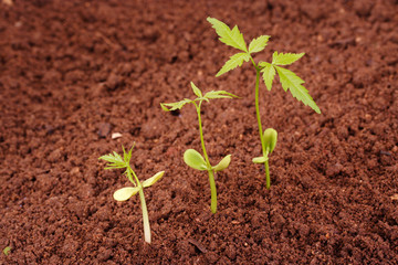 Three saplings growing from soil