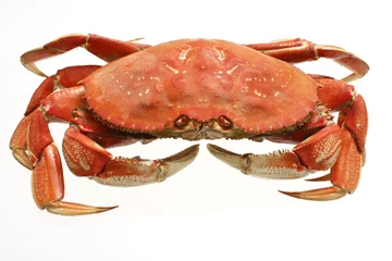 Foto op Canvas A cooked dungeness crab isolated on white. © Peter Kim