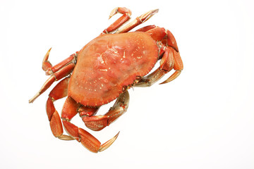 cooked dungeness crab