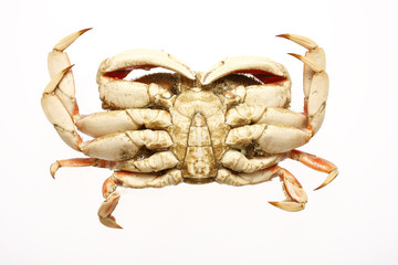 cooked dungeness crab