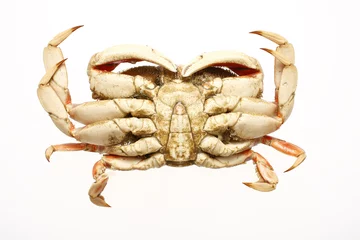 Velours gordijnen cooked dungeness crab © Peter Kim