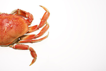 half of a cooked dungeness crab