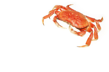 A cooked dungeness crab isolated on white