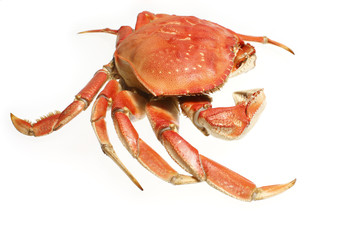 A cooked dungeness crab isolated on white