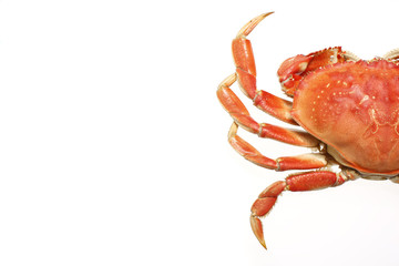 Half of  cooked dungeness crab