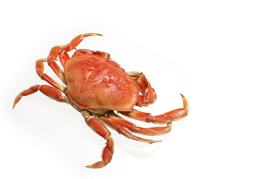 A cooked dungeness crab isolated on white
