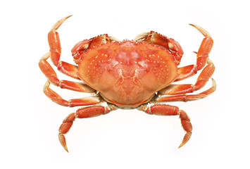 A cooked dungeness crab isolated on white.