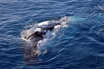 Obraz premium Humpback whale