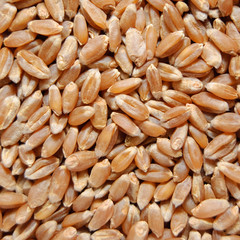 brown wheat grains
