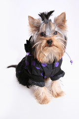 Yorkshire terrier in a dress