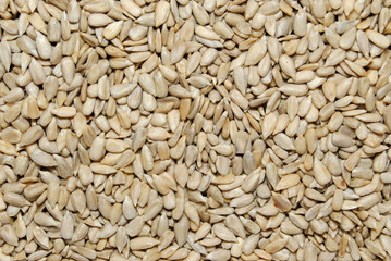 sunflower grains