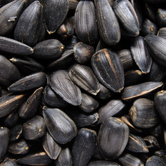 sunflower grains