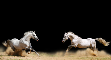 two stallions