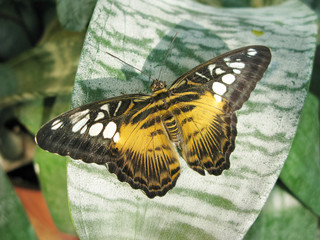 tropical yellow and black butterfly