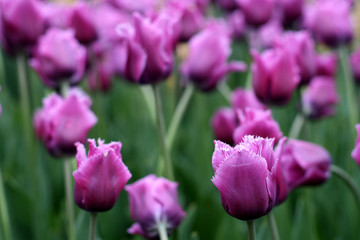 Tulips