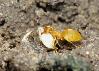Ant and plant-louse