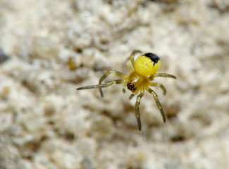 Little spider