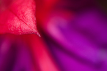 beautiful photo of colorful fuchsia plant flowers