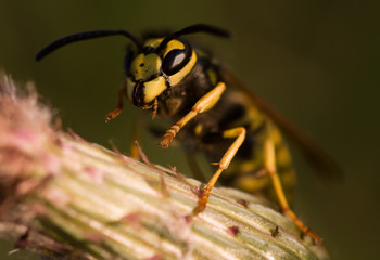 a macro of a wasp