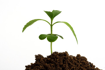 Plant growing from soil