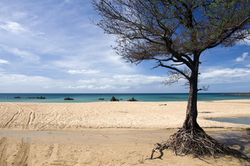 Tree and Beach