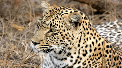 Fototapeta na wymiar Portrait of a wild Leopard Sabi Sands