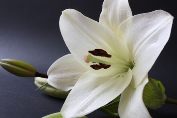 Obraz na płótnie Canvas Biała lilia