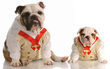 two english bulldogs wearing matching shirt and tie