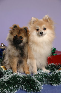 Pomeranian Christmas buddies