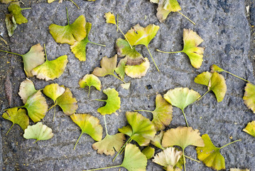 fallen leaves closeup of late autumn in the park