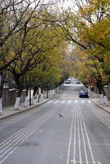 urban road with stave lines pattern in late autumn