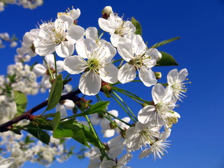 Fototapeta na wymiar Blossoming cherry-tree