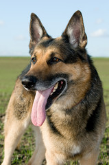 Schäferhund schaut Aufmerksam