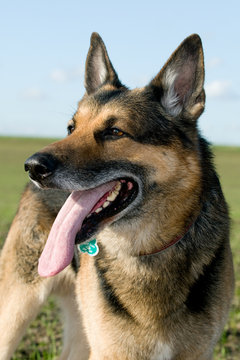 Sch&auml;ferhund schaut Aufmerksam