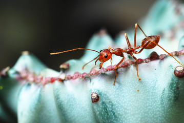 Ant(3)