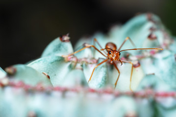 Ant(2)