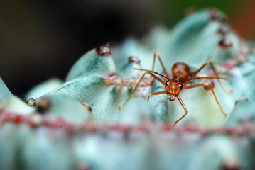 Ant(1)