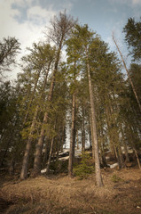 Naklejka premium Scary forest