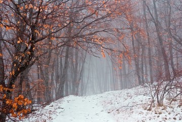 winter beech forest in a myst