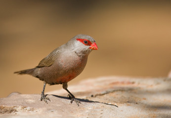 Comon Waxbill