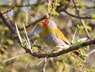 Green-winged Pytillia