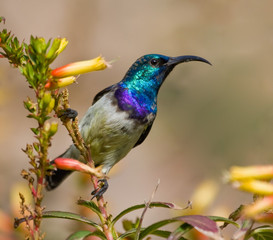 White-bellied Sunbird