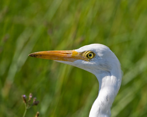 Cattle Egret