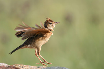 Roufus-Naped Lark