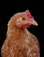 Chicken isolated on black