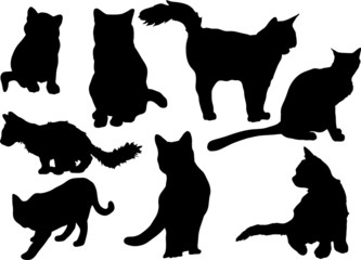 Obraz premium cats collection