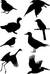 birds collection