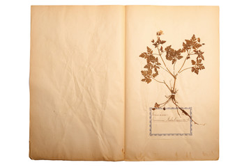 Gepresste Blume auf altem,vergilbten Papier (Herbarium Blatt 2)