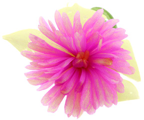 pourpier-oeillet fond blanc