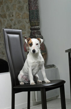chien jack russell assis sur une chaise de salle &agrave; manger